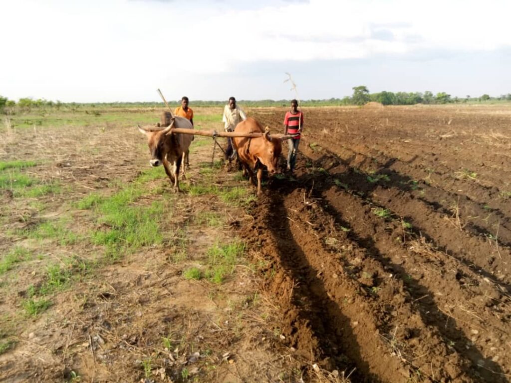 Supporting Farmers in Zambia | ShareAfrica