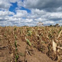 Drought devastating crops