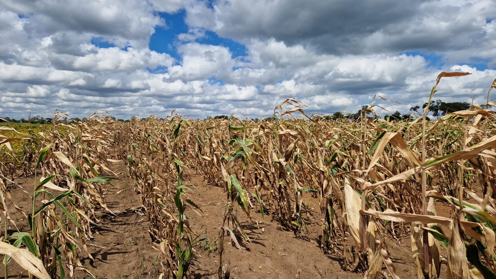 Maize devastated by drought
